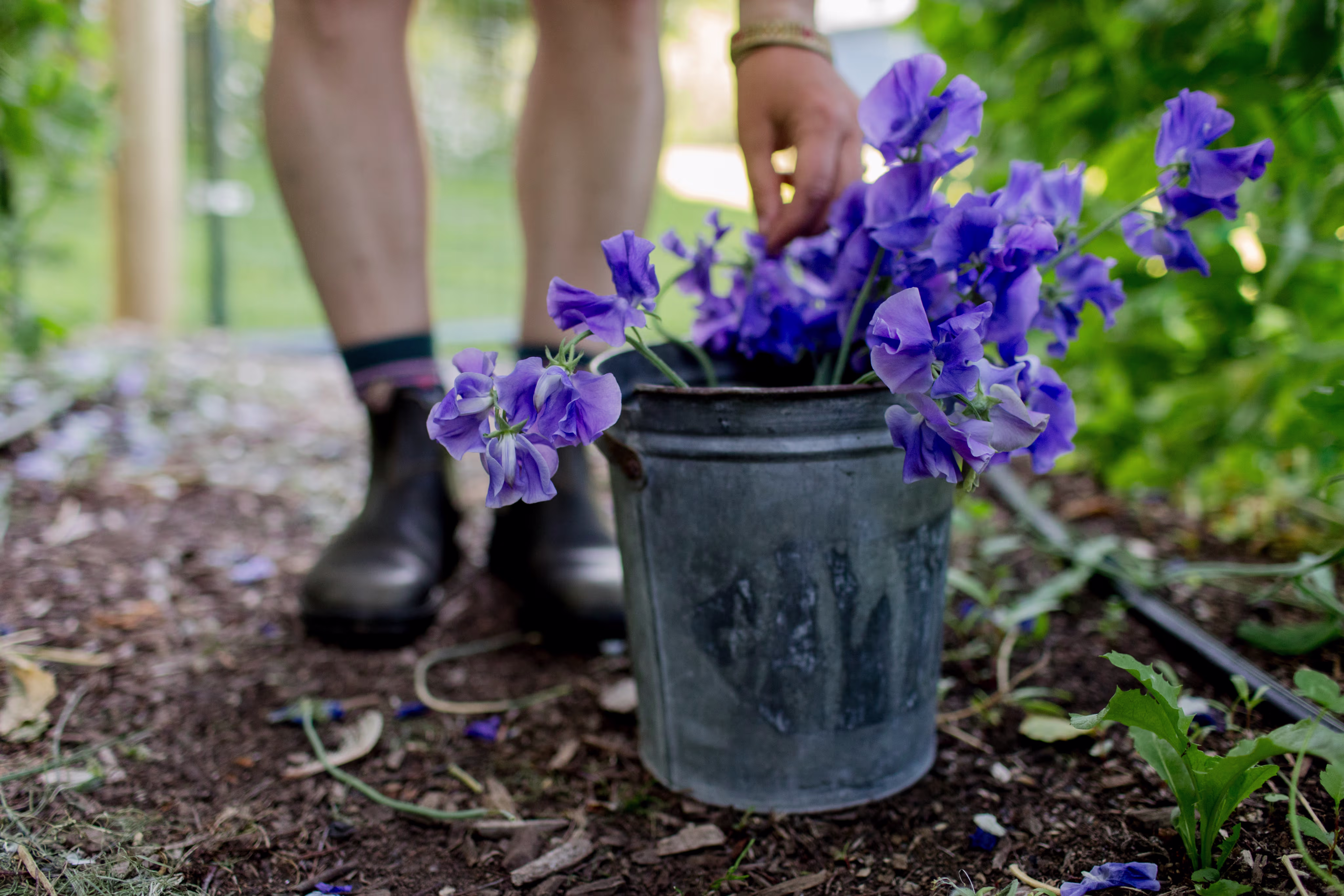 Boots behind a pot of sweet peas