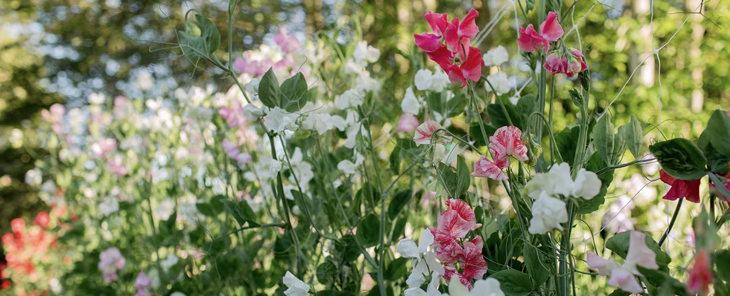 Sweet peas