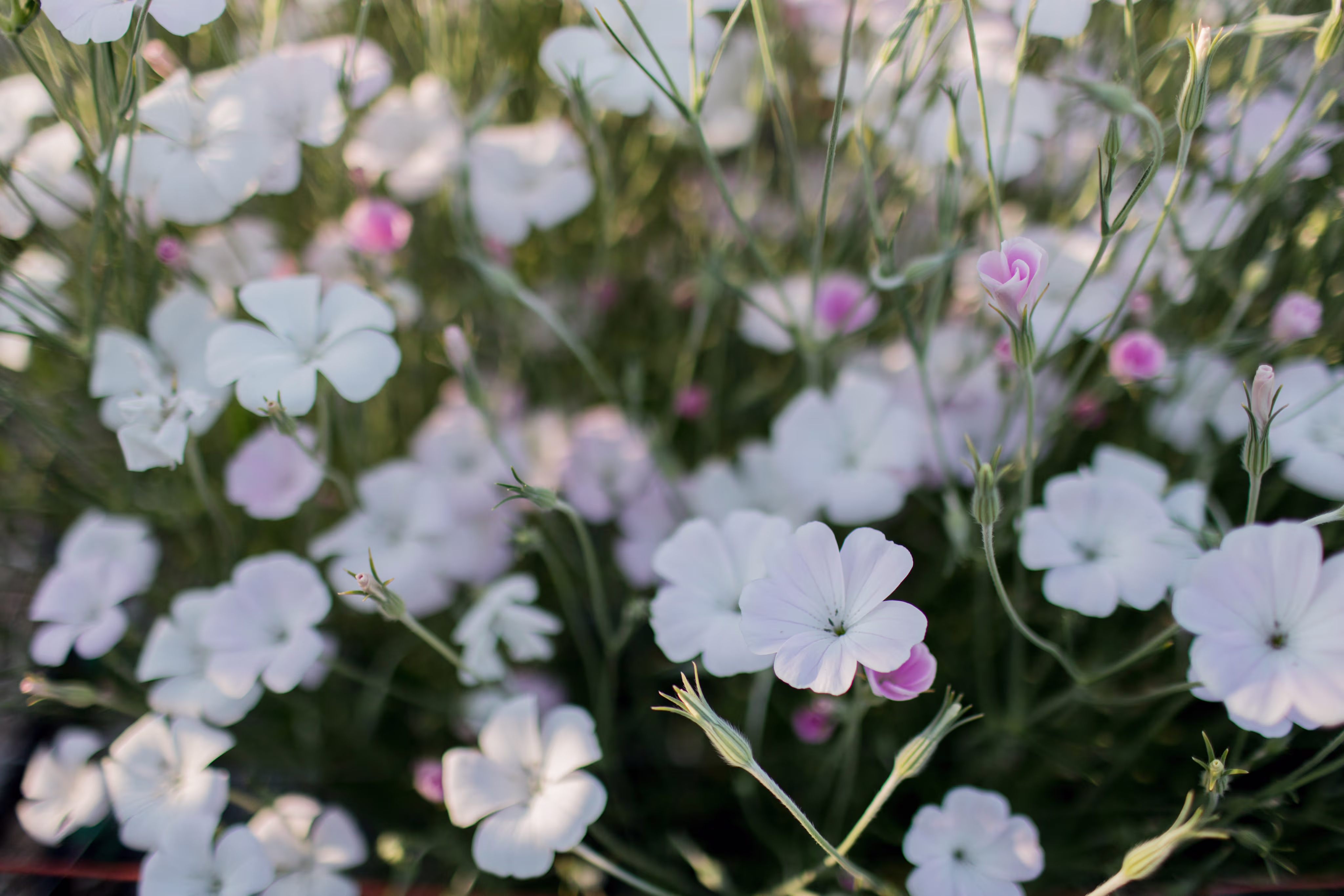 Sweet peas growing